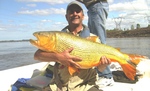 DORADOS CAPTURADOS EN CONCORDIA